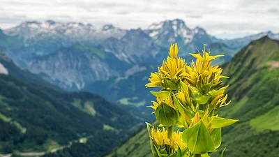 Blühender Gelber Enzian vor Berglandschaft 