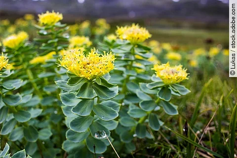 Rosenwurz (Rhodiola rosea) in der schwedischen Natur
