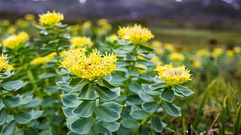Rosenwurz (Rhodiola rosea) in der schwedischen Natur