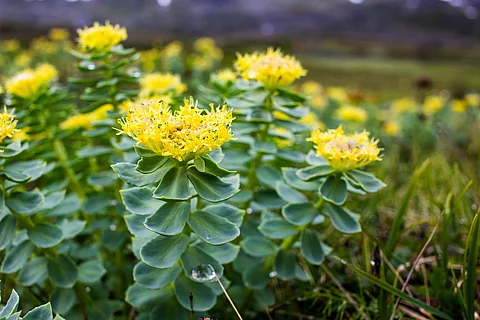 Rosenwurz (Rhodiola rosea) in der schwedischen Natur