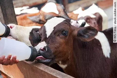 Kuhkalb im Stall bekommt die Flasche