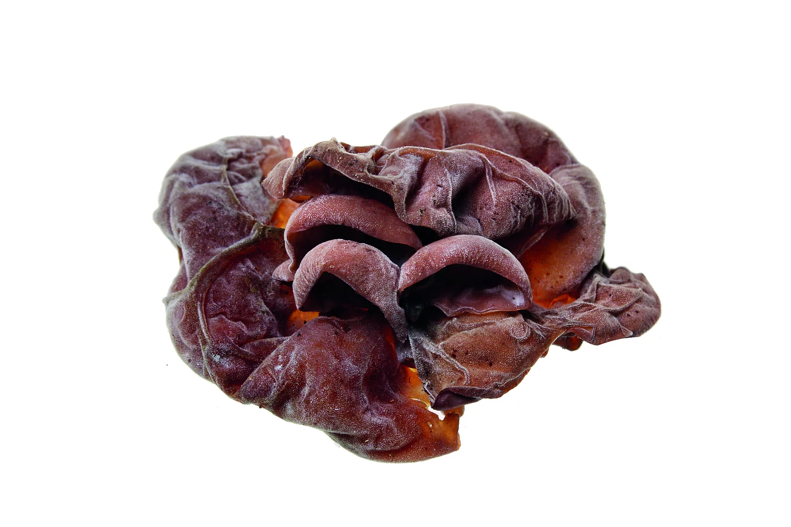 Auricularia auricula-judae freigestellt