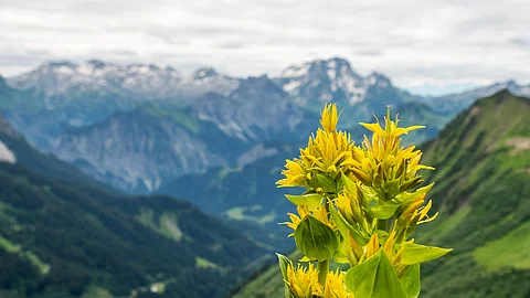 Blühender gelber Enzian im Hochgebirge