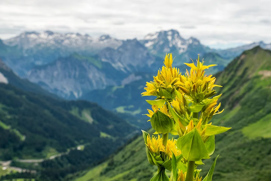 Blühender gelber Enzian im Hochgebirge