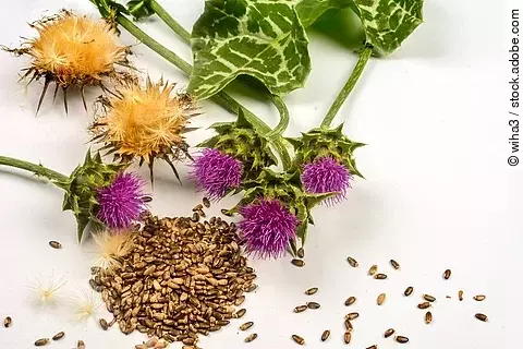 Mariendistelblüten: frisch, getrocknet und als Granulat auf weißem Untergrund