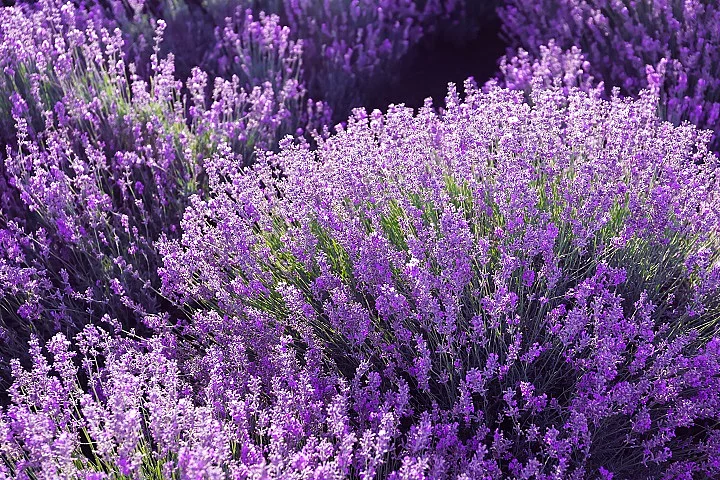 Lavendel, Angst, Erkältung