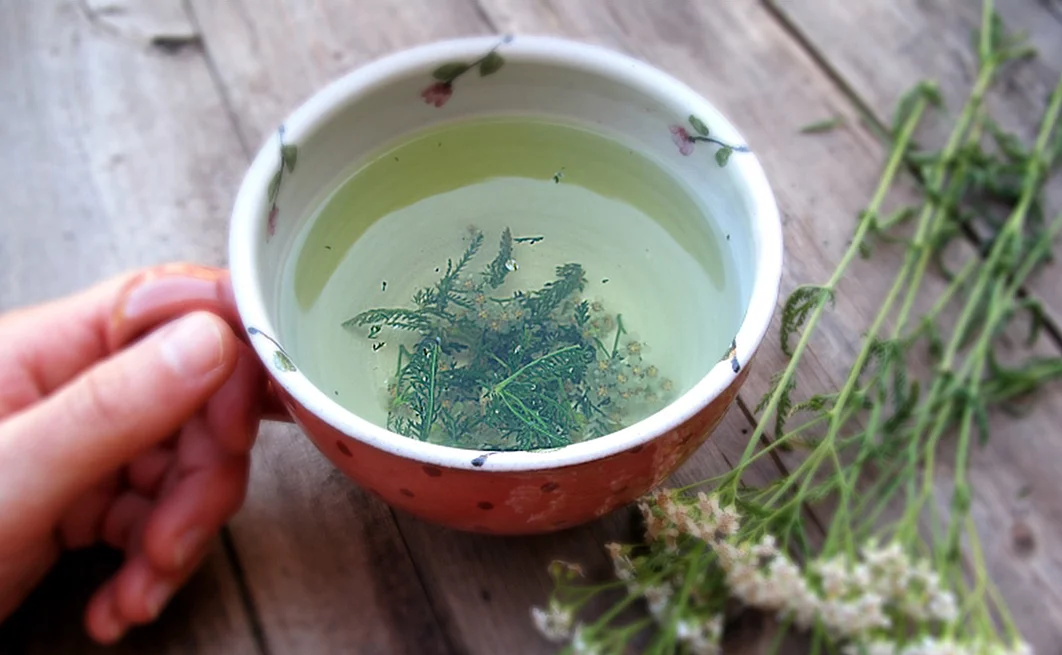 Tasse mit einem Tee aus frischer Schafgarbe, Blätter und Blüten in und neben der Tasse