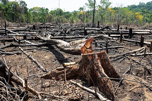 Amazonas Regenwald, Abholzung