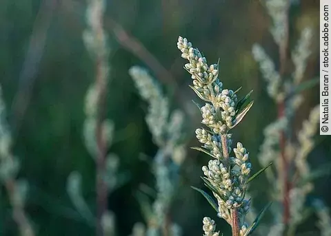 Nahaufnahme zeigt die Heilpflanze Beifuß.