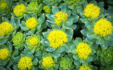 Mehrere Blüten der Rosenwurz (Rhodiola rosea) in Nahaufnahme. 