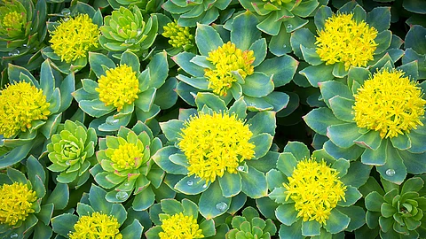 Mehrere Blüten der Rosenwurz (Rhodiola rosea) in Nahaufnahme. 
