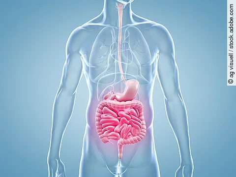 Magen-Darm Schmerzen - anatomische 3D-Illustration