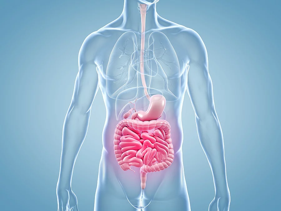 Magen-Darm Schmerzen - anatomische 3D-Illustration