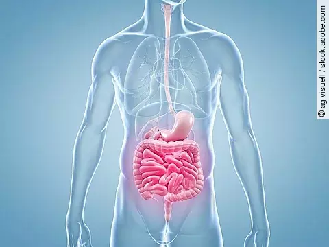 Magen-Darm Schmerzen - anatomische 3D-Illustration