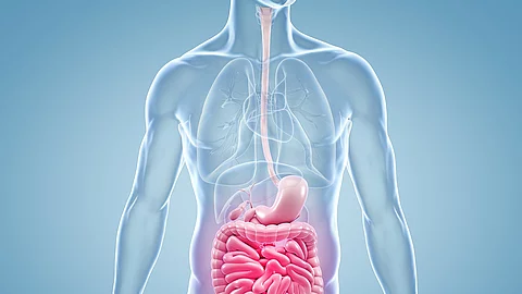 Magen-Darm Schmerzen - anatomische 3D-Illustration