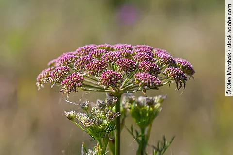 Bibernelle mit Blüte Nahaufnahme.