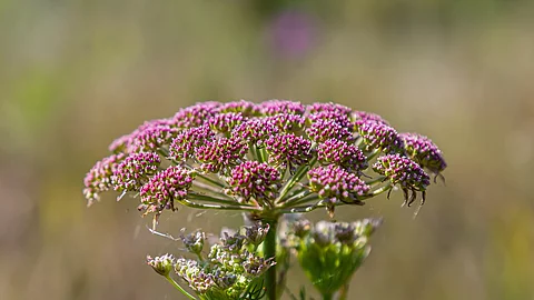 Bibernelle mit Blüte Nahaufnahme.