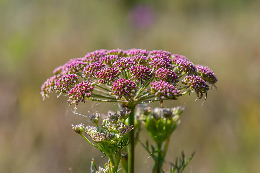 Pink flowers of greater burnet or Pimpinella major Bibernelle mit Blüte Nahaufnahme.