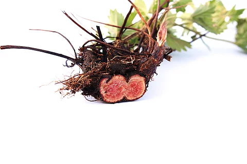 angeschnittene und rot verfärbte Wurzel der Blutwurz vor weißem Hintergrund