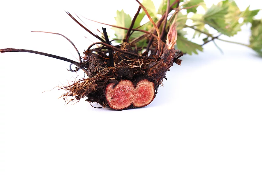 Tormentile root transection (Potentilla erecta) isolatad on whit angeschnittene und rot verfärbte Wurzel der Blutwurz vor weißem Hintergrund