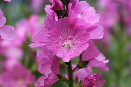 Rosenmalve (Malva alcea)