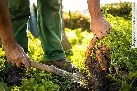 Landwirt erntet Karotten auf dem Feld. 