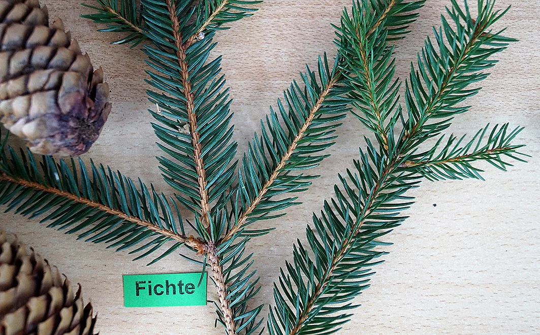Fichtenzweig und -Zapfen