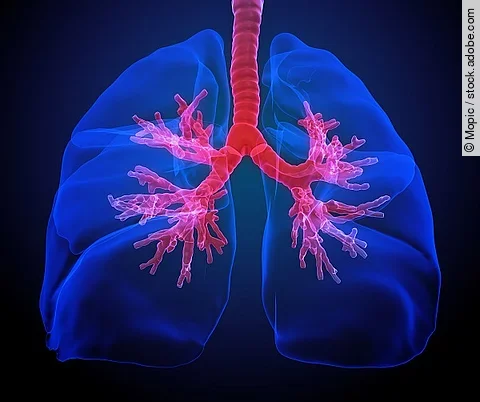 Lunge mit sichtbaren Bronchien, Illustration