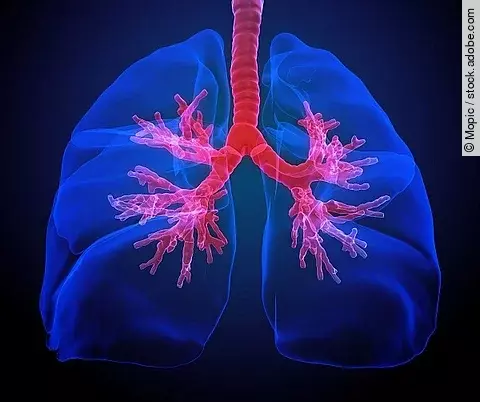 Lunge mit sichtbaren Bronchien, Illustration