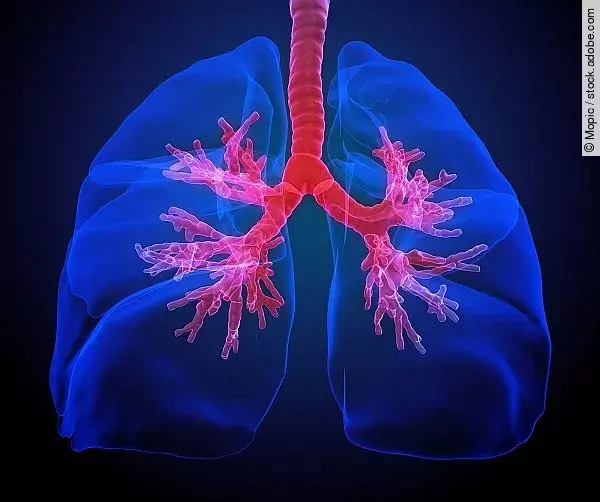 Lunge mit sichtbaren Bronchien, Illustration