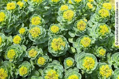 Viele Rosenwurzblüten in der Nahaufnhame.