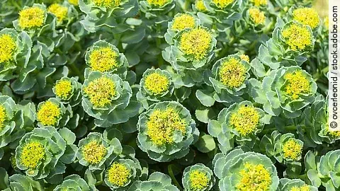 Viele Rosenwurzblüten in der Nahaufnhame.