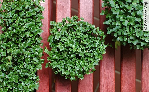 3 Schalen mit Microgreens Nahaufnahme auf roter Bank