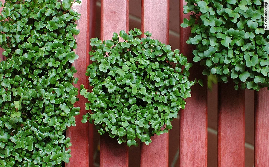 3 Schalen mit Microgreens Nahaufnahme auf roter Bank