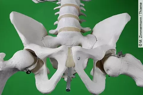 Anatomie: Hüftgelenk und Beckenknochen an einem Skelett