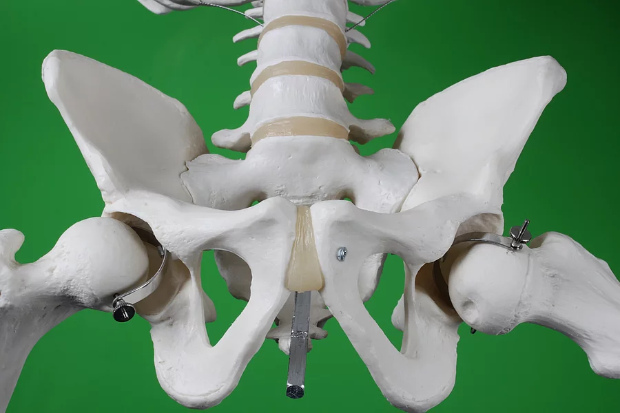 Anatomie: Hüftgelenk und Beckenknochen an einem Skelett