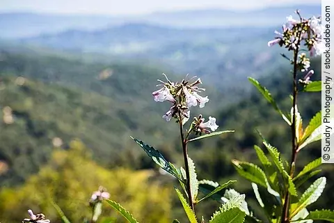 Yerba santa (Eriodictyon californicum) mit Blüten im Uvas Canyon County Park in Santa Clara County, California.