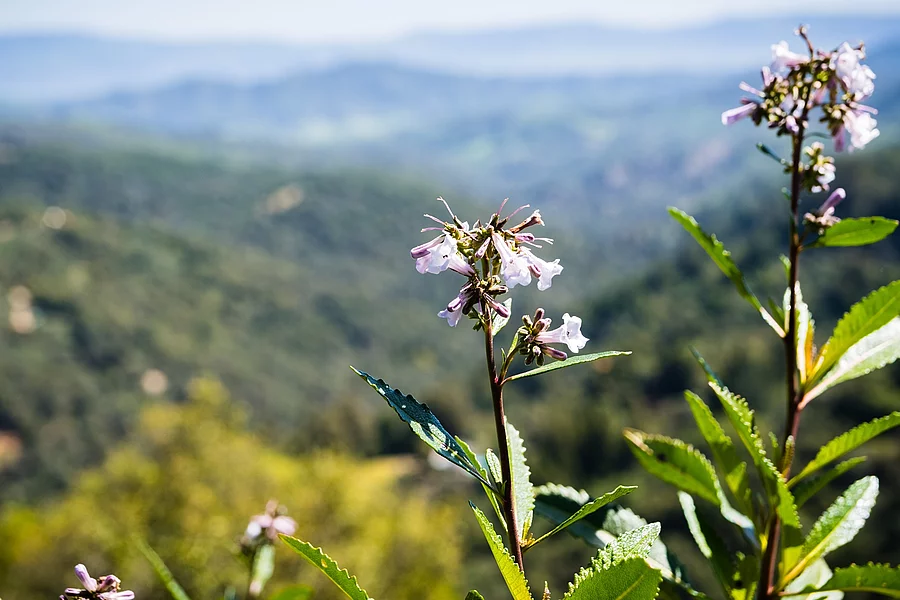 Yerba santa (Eriodictyon californicum) mit Blüten im Uvas Canyon County Park in Santa Clara County, California.