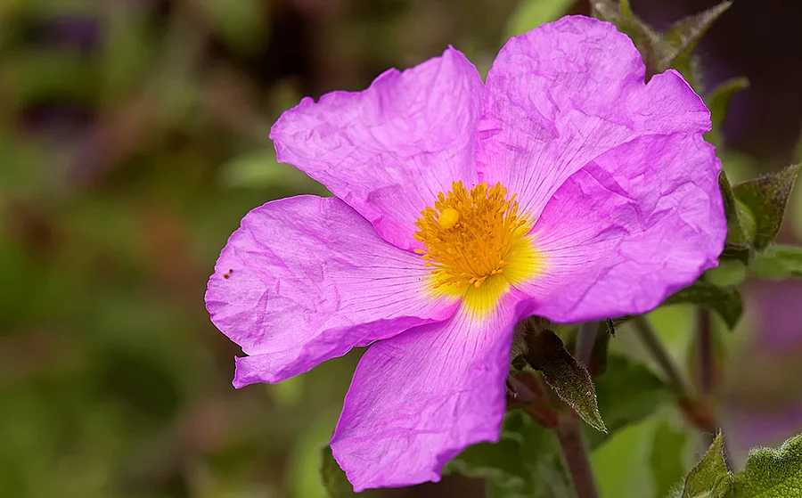 Blüte der Zistrose