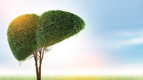 Baum mit Baumkrone in Form einer Leber 