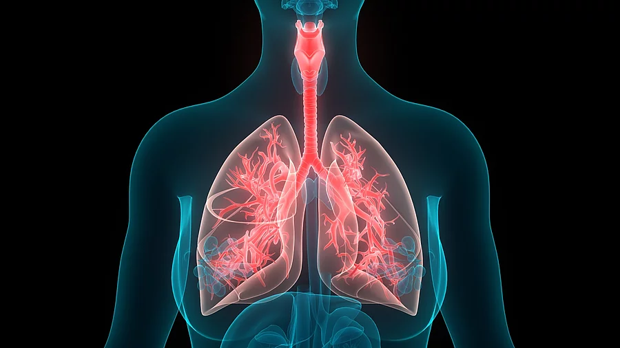 Grafik des respiratorischen Systems: Die Luftröhre und Bronchien sind rot hervorgehoben. Grafik des respiratorischen Systems: Die Luftröhre und Bronchien sind rot hervorgehoben.