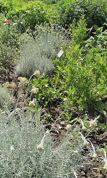 Heilpflanzengarten Propstei Alt St. Johann, Immortelle im Fokus