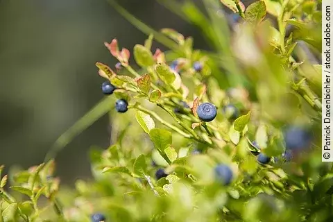 Heidelbeere, Colitis ulcerosa