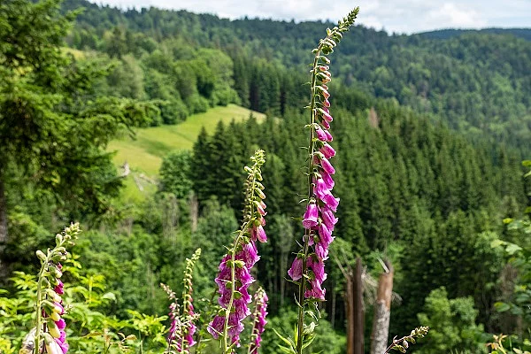 Digitalis purpurea, Roter Fingerhut