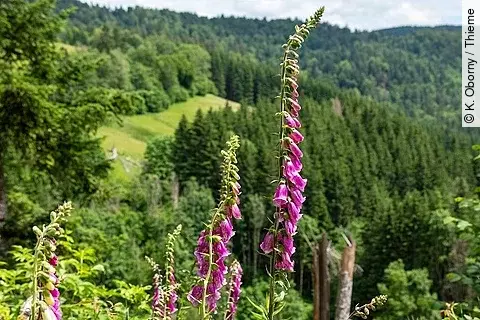 Digitalis purpurea, Roter Fingerhut