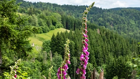 Digitalis purpurea, Roter Fingerhut