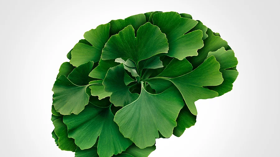 Ginkgo biloba Illustration: Ginkgoblätter in Gehirnform