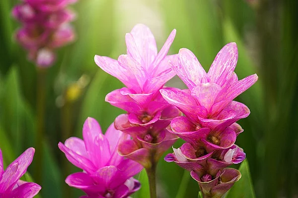 Curcuma Zanthorrhiza in der Nahaufnahme mit Blüten.