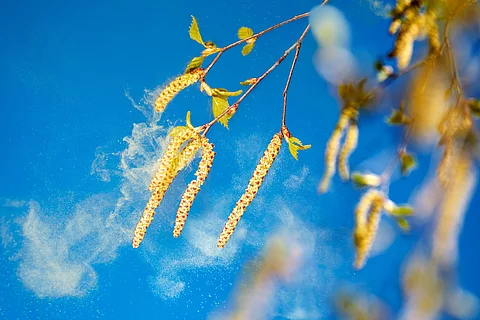 Birkenblüten mit fliegenden Pollen vor blauem Himmel