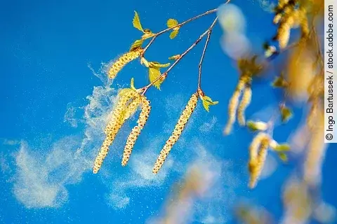 Birkenblüten mit fliegenden Pollen vor blauem Himmel